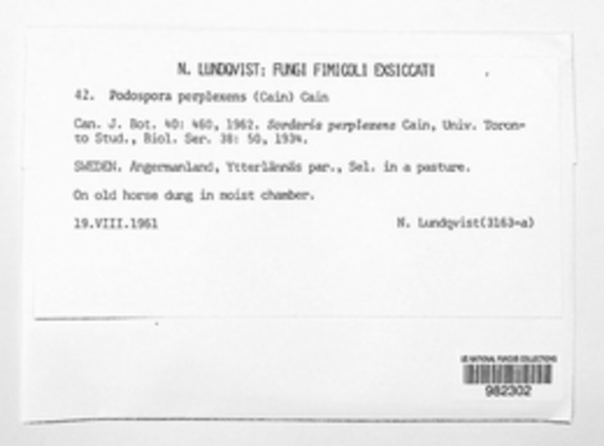 Podospora perplexens image